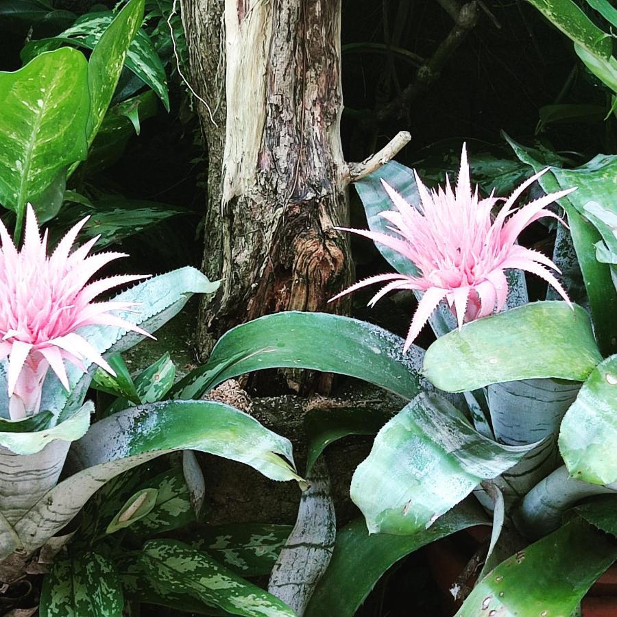 Recanto Toca das Plantas de Ilhabela II Exterior foto