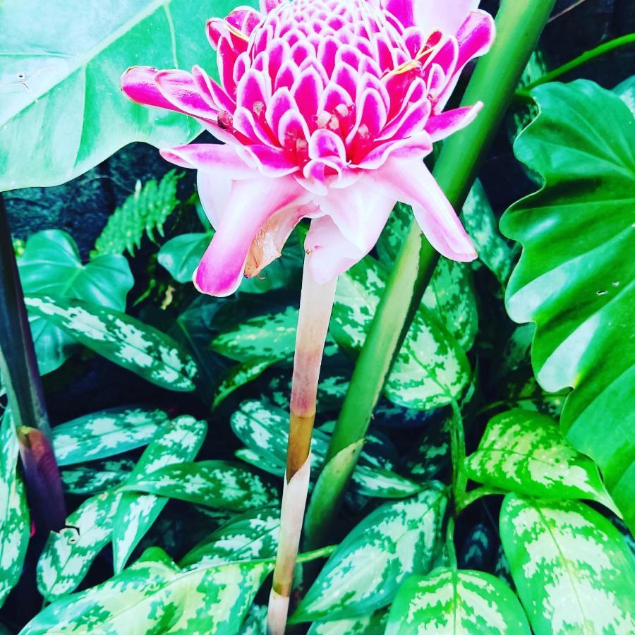 Recanto Toca das Plantas de Ilhabela II Exterior foto