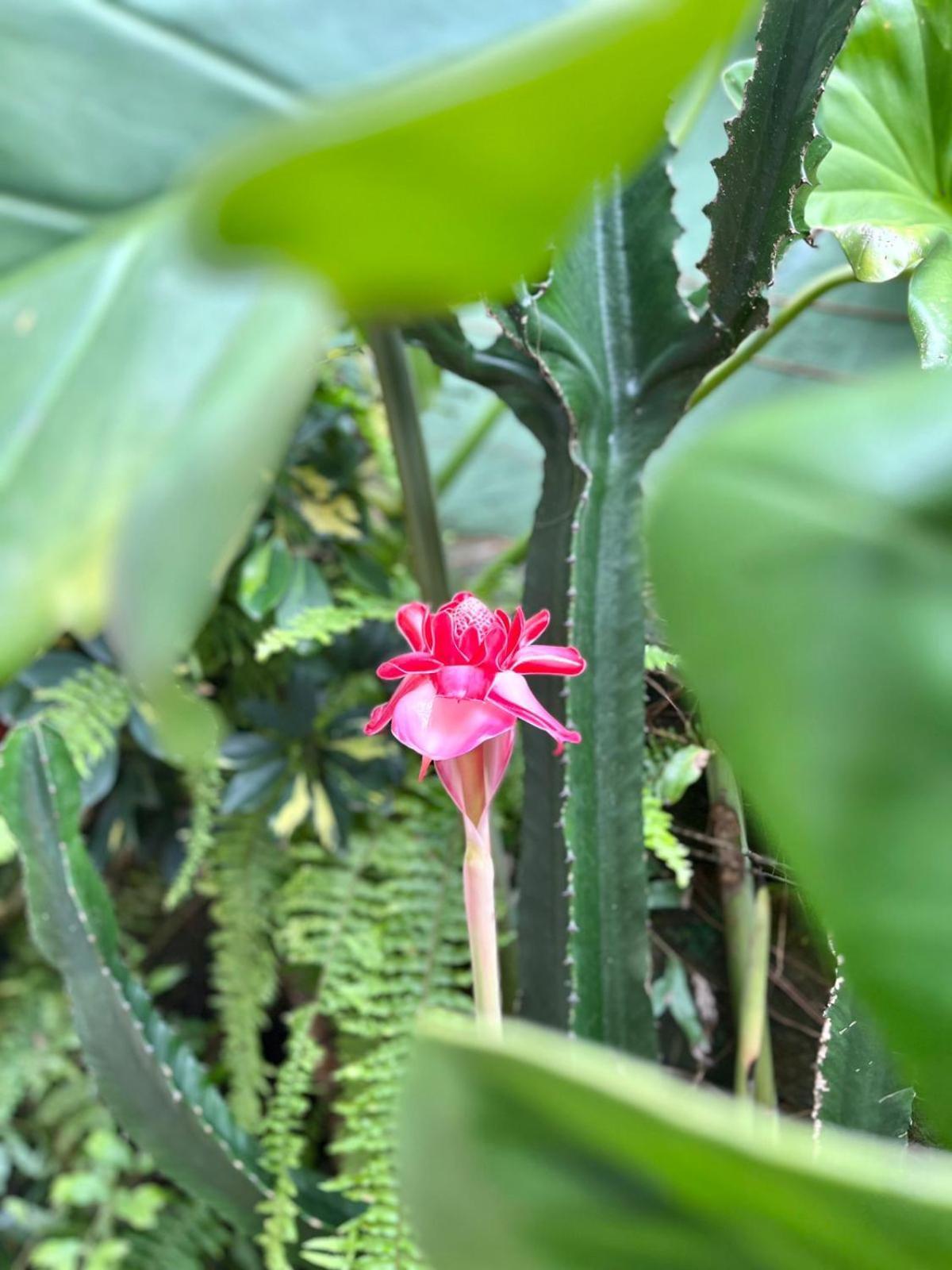 Recanto Toca das Plantas de Ilhabela II Exterior foto