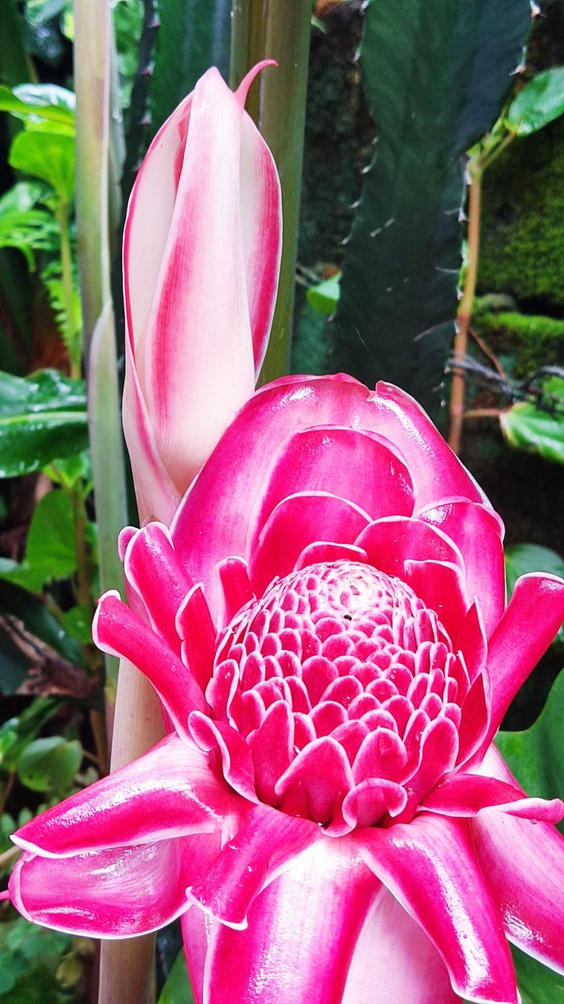 Recanto Toca das Plantas de Ilhabela II Exterior foto