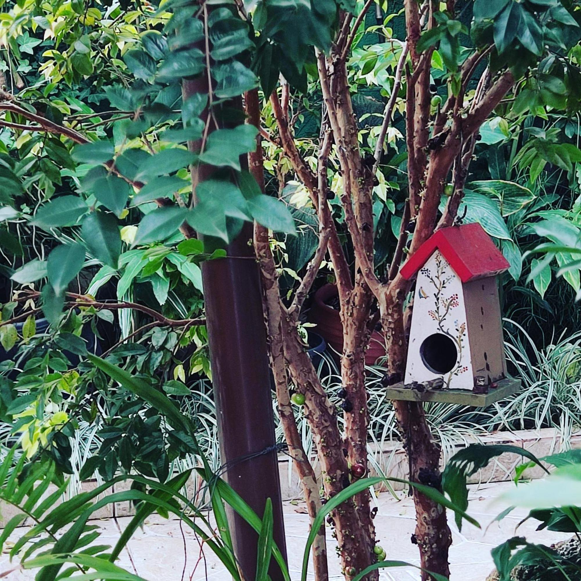 Recanto Toca das Plantas de Ilhabela II Exterior foto